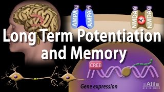 Long Term Potentiation and Memory Formation Animation [upl. by Lindahl518]