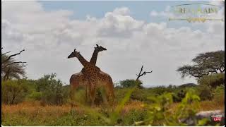 Giraffes Fighting  Ol donyo [upl. by Thane]