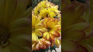 Chrysanthemum ×grandiflorum shortvideo SodaCHHIM [upl. by Bannasch]