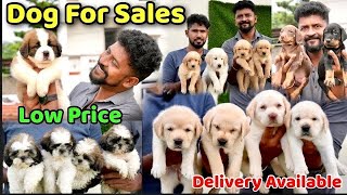 DOGS For Sale  Puppy Sales in Chennai  Dog Kennel in Tamilnadu  Nanga Romba Busy [upl. by Quince]