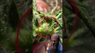 Message to the caterpillars 🤣 subscribe garden seeds funny [upl. by Lehcnom]