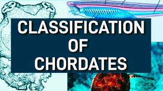 Classification of chordates  Phylum chordate classification  kingdom Animalia [upl. by Cris]