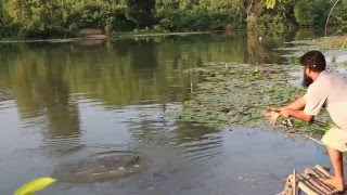 Madhabpur lake Syhlet Caught Katol fish Babu and manu with the group [upl. by Colver]