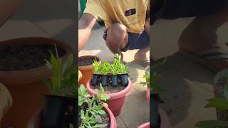 Winter flowering plants की repotting 🪴💐🪴 [upl. by Kerby]