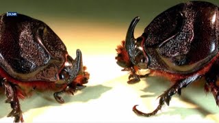 Kauai botanical garden working to protect palm tree collection from coconut rhinoceros beetles [upl. by Enoitna]