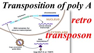 Transposition of a poly A retrotransposon [upl. by Dyrrej]