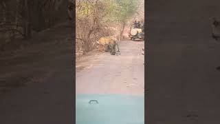 Rare sighting Four tigers together in Ranthambore National Park tiger wildlife shorts animals [upl. by Elenore37]