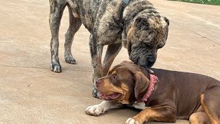 MASTIFF X BULLY PUPPIES [upl. by Eetse]