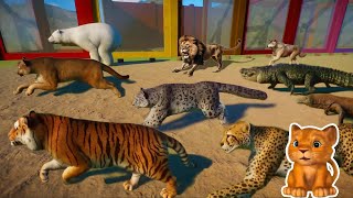 Carnivore Wild Animals Race in Planet Zoo included Lion Tiger Cheetah Polar Bear Cougar Fox [upl. by Cerracchio]