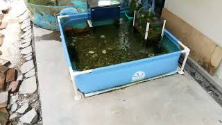 World Best kiddy pool Fish pond setup 🐠 [upl. by Eiwoh]