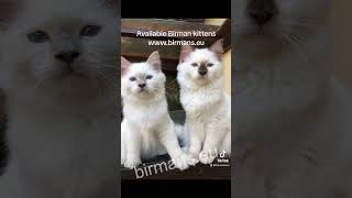 Available Birman kittens wwwbirmanseu [upl. by Hicks]