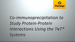 CoImmunoprecipitation to Study ProteinProtein Interactions using the TNT® Systems [upl. by Davy]