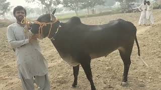 Ali Khan farm in Punjab [upl. by Assiren]