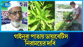 এক পাতাতেই নির্মূল হবে ডায়াবেটিস   Rangamati  Diabetes  Rtv News [upl. by Woll]