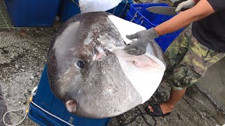 How to Cut Giant Sunfish  Cuttlefish  EEL  Various Fish Cutting Skills [upl. by Yliram890]