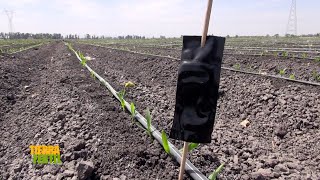 Tierra Fértil TvManejo agroecológico del gusano cogollero250323 [upl. by Ennayhc]