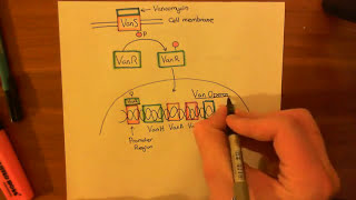 Vancomycin Resistant Enterococcus Part 2 [upl. by Ahsieki]