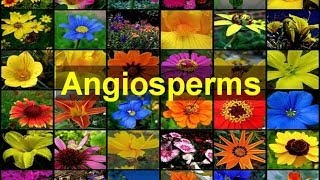 Angiosperms Flowering Plants [upl. by Lecirg]