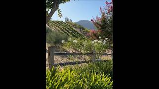 Sunset at Benziger Family Winery in Glen Ellen Sonoma Valley [upl. by Nirok208]