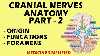 Cranial Nerves Anatomy  Cranial Nerves and their Functions  Part 2 anatomy medicine [upl. by Moreta]