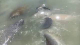 15 Manatees Mating on Anna Maria Island [upl. by Seroled]