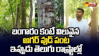 Agarwood Cultivation  అగర్ వుడ్ పంట లక్షల్లో రాబడి  Success Story  SakshiTVSagubadi [upl. by Eileme]