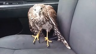 Hawk hides from Hurricane Harvey in taxi refuses to leave [upl. by Elna867]