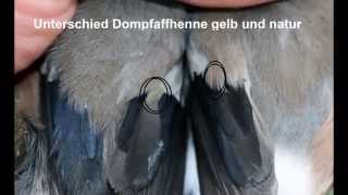 Unterschied gelbe Dompfaffhenne zur naturfarbenen [upl. by Auhel460]