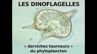 Les dinoflagellés derviches tourneurs du phytoplancton Hervé Kempf Lycée de lElorn [upl. by Vasya]