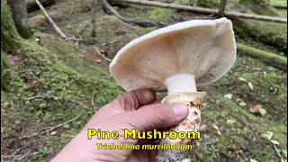 Foraging for Wild Mushrooms in BC 2023 Part 6 [upl. by Enorej370]