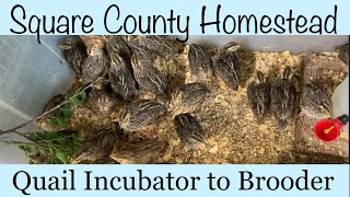 Raising quail in the brooder [upl. by Analahs]