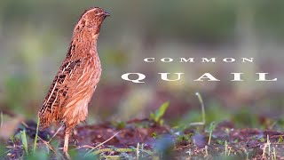 Common Quail bird sounds [upl. by Franky]