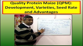 Quality Protein Maize QPM Development Varieties Seed Rate and Advantages [upl. by Demott]