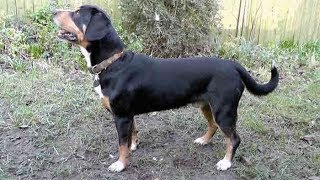 Dog Breed Video Entlebucher Mountain Dog [upl. by Ashlen883]