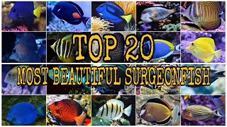 TOP 20 MOST BEAUTIFUL SURGEONFISH [upl. by Aelgna254]