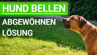 💥🐶 Hund das BELLEN abgewöhnen ➡️ Warum ER bellt  die LÖSUNG ➡️ Erklärvideo 🐶💥✔️ [upl. by Nnylakcaj]