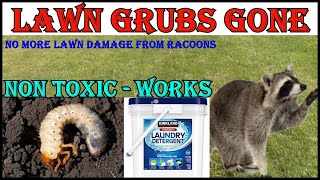 No More Lawn Grubs  No More Raccoons Digging Up My Lawn [upl. by Sibie105]