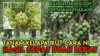 Cara Tanam Pokok Kelapa Supaya Dapat Hasil Cepat Berbuah Lebat Rahsia Teknology Pertanian Thailand [upl. by Mackoff26]