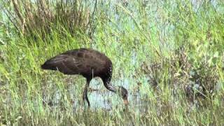 Limpkin eating snail [upl. by Sihtam]