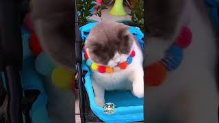 sub plz😻cute cat eps 4 catlovers adorablepetsnekolovers [upl. by Dijam393]