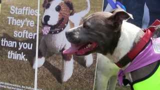 Staffies Theyre softer than you think at Batterseas Old Windsor Fun Day [upl. by Misty]