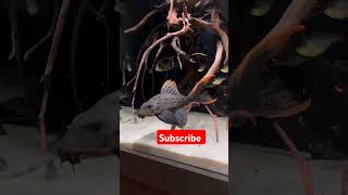 Tank cleaner pleco fish tamil 🐟viralvideofishaquarim trendingshorts snakehead aquariumchannel [upl. by Ahsikin]