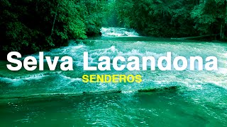 Cuarta declaración de la selva Lacandona [upl. by Yejus79]