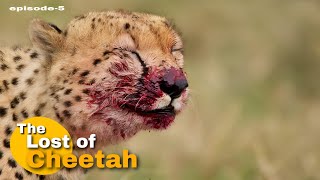 The Lost of Cheetah quotepisode5quot । Cheetah reintroduction in india । Hindi documentary । [upl. by Aihsi]