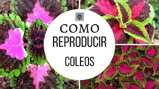 COMO REPRODUCIR COLEOS EN 8 DIAS [upl. by Prudy]