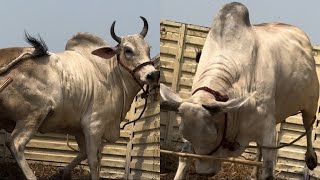 UNLOADING OF MOST AGGRESSIVE COW AT  MALLIKPUR CATTLE FARM  KOLKATA COW 2024 [upl. by Airetnuhs]