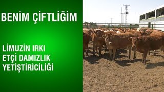 Benim Çiftliğim  Limuzin Irkı Etçi Damızlık Yetiştiriciliği  Rol Model İşletmeler [upl. by Ynamad]