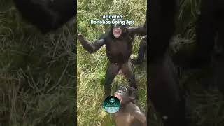 Agitated Bonobos Going Ape shorts [upl. by Ellehsad220]