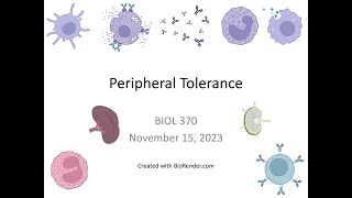 Immunology Fall 2023 Lecture 27 Peripheral Tolerance [upl. by Drexler943]