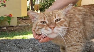 Cute ginger cat that is very happy when petted [upl. by Nythsa]